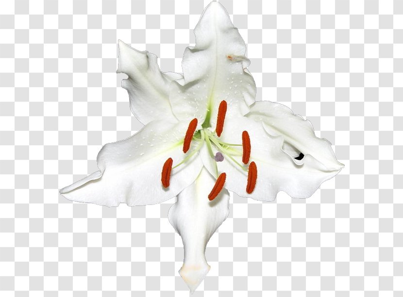 Flower Panagbenga Festival - Amaryllis Belladonna Transparent PNG
