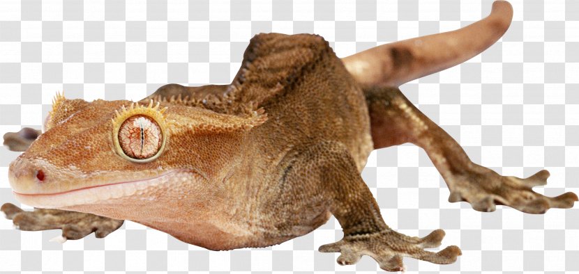 Lizard Reptile - Amphibian Transparent PNG