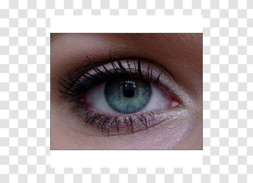 Eyelash Extensions Eye Shadow Liner Mascara Lip - Flower Transparent PNG