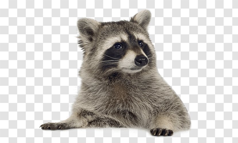 Raccoon Clip Art - Procyonidae - Cute Little Raccoons Transparent PNG