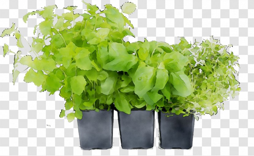 Spring Greens Leaf Herb - Vegetable - Grass Transparent PNG