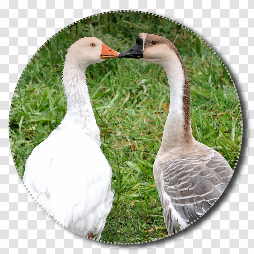 Greylag Goose Grass Duck Bird Transparent PNG