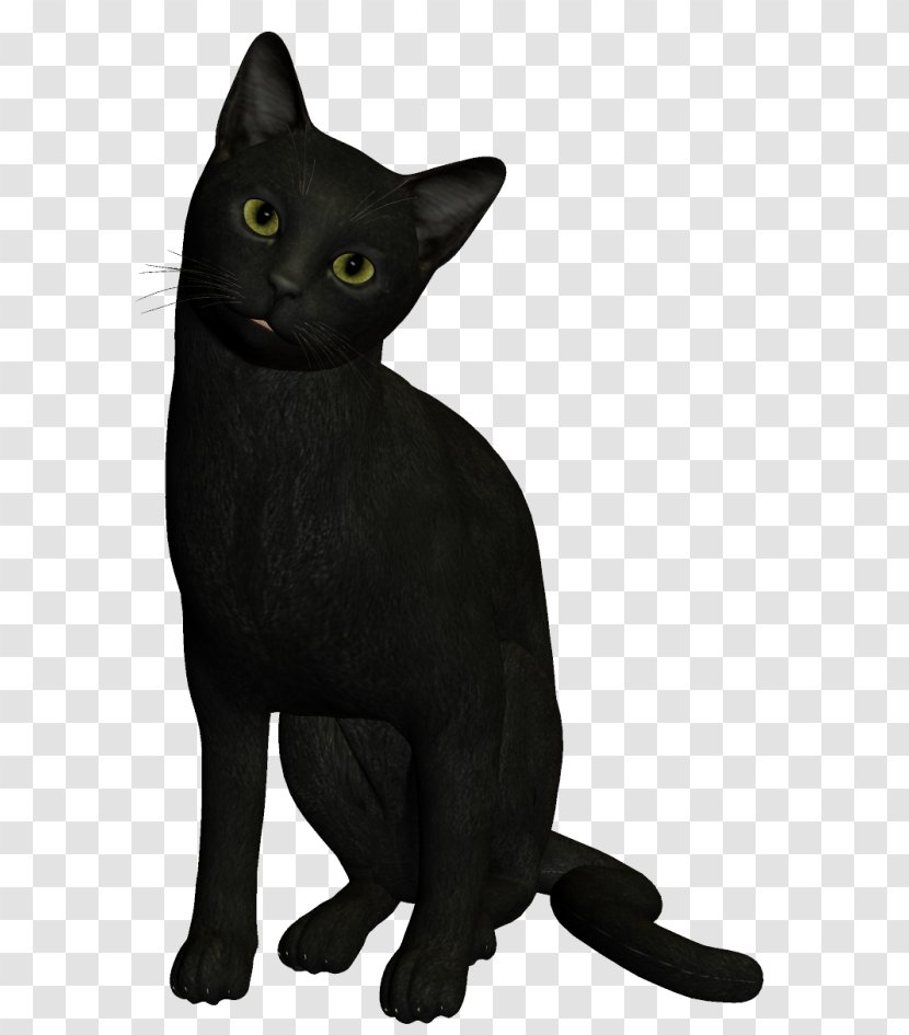 Bombay Cat Black Korat Burmese Havana Brown - Mammal - Kitten Transparent PNG