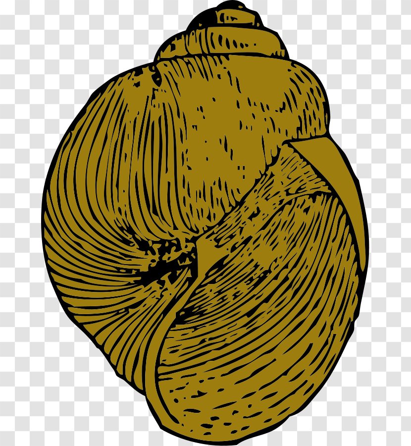 Gary Snail Gastropod Shell Clip Art - Seashell - Cartoon Snails Transparent PNG