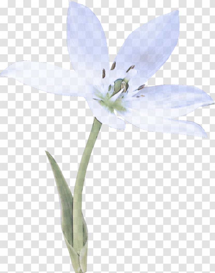 Flower Flowering Plant Petal Pedicel - Bellflower Family - Wildflower Transparent PNG