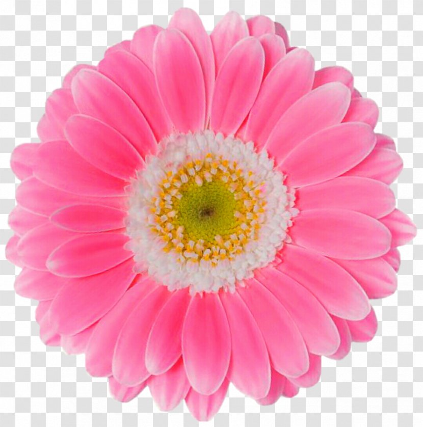 Flower Transvaal Daisy Pink Common - Flowering Plant - Gerbera Transparent PNG