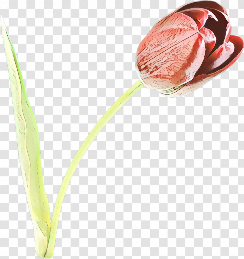 Flower Plant Tulip Bud Anthurium - Flowering Transparent PNG