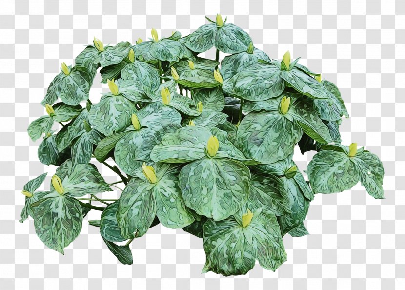Ivy - Wet Ink - Family Herb Transparent PNG