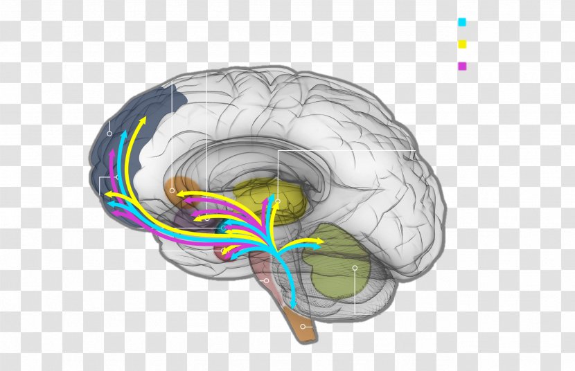 Brain Neurochemistry Neurotransmitter Neurochemical Dopamine - Frame Transparent PNG