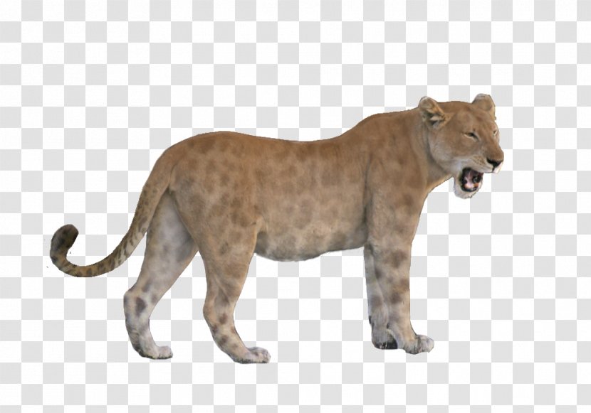 East African Lion Wildlife American Animal .com - Doodle - Jesus Transparent PNG