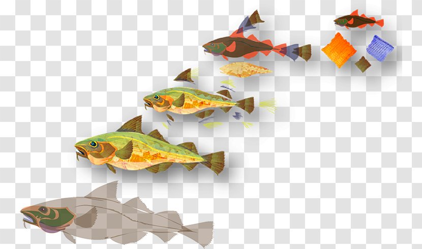 COD: A Biography Of The Fish That Changed World Illustration Product Design Sea - Cod - Gadus Morhua Transparent PNG