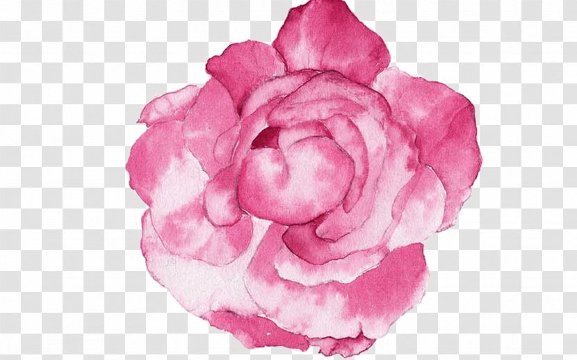 Garden Roses Watercolour Flowers Watercolor Painting Peony - Camellia Transparent PNG