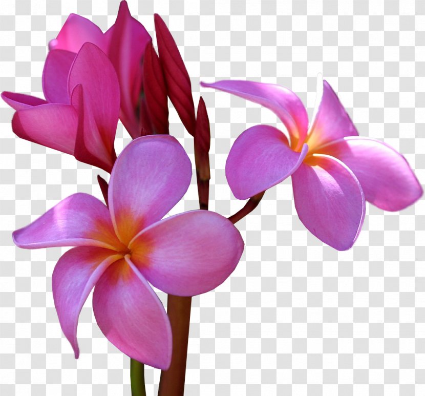 Flower Frangipani Clip Art - Magenta Transparent PNG