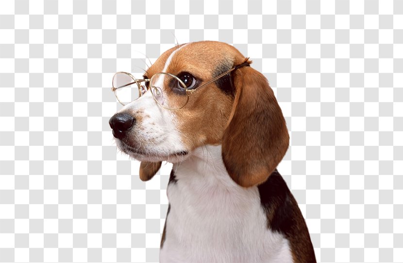 Beagle Puppy Dachshund English Foxhound Dog Breed - Toys Transparent PNG