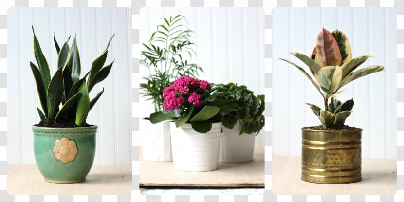 Flowerpot Houseplant Cut Flowers - Floral Design - Green Leaves Potted Transparent PNG