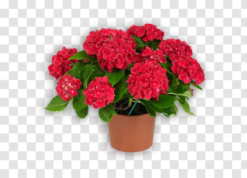 Garden Roses Flowerpot Houseplant Cut Flowers - Rose Transparent PNG