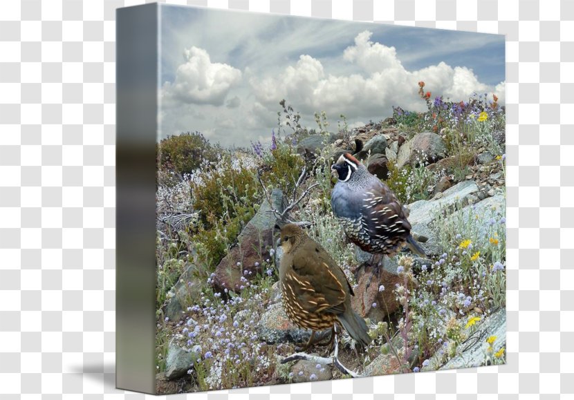Bird Fauna Galliformes Flora Ecosystem - Quail Transparent PNG