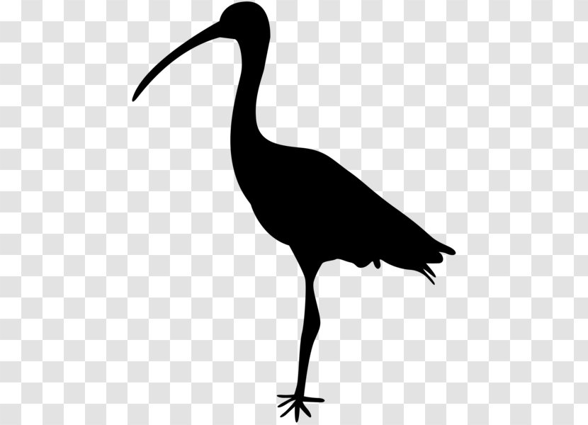 Crane Bird Heron Ibis Clip Art - Shorebird Transparent PNG