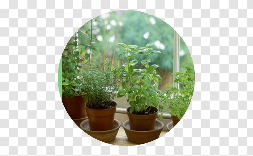 Herb Growing Grow Light Medicinal Plants Garden - Plant Transparent PNG