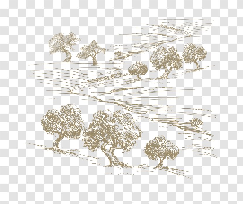 Drawing Olive Oil Tree - Leaves Transparent PNG