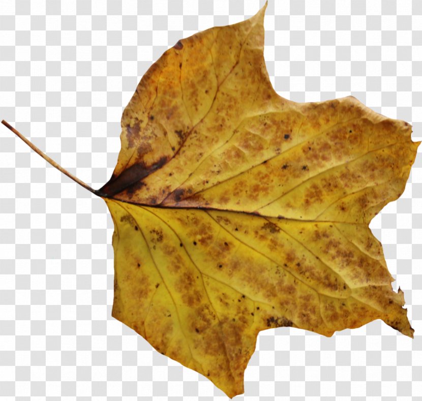 Leaf - Painting - Maple Transparent PNG
