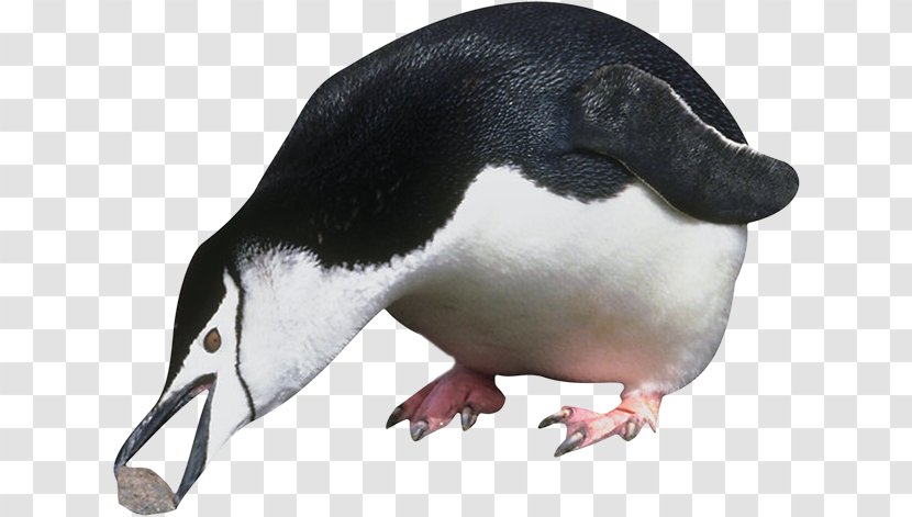 Penguin Antarctica Image Vector Graphics - Emperor Transparent PNG