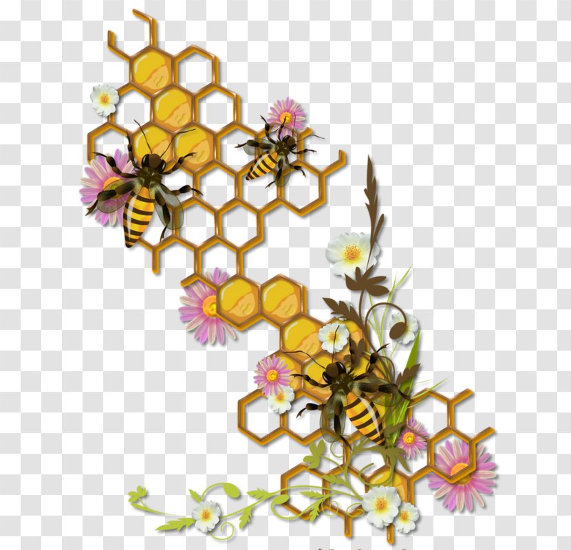 Honey Bee Insect Honeycomb Beehive - Flora Transparent PNG