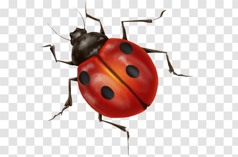 Beetle Ladybird - Arthropod - Ladybug Image Transparent PNG