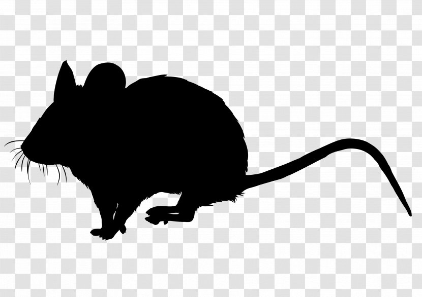 Whiskers Computer Mouse Clip Art Snout Fauna - Muridae - Tail Transparent PNG