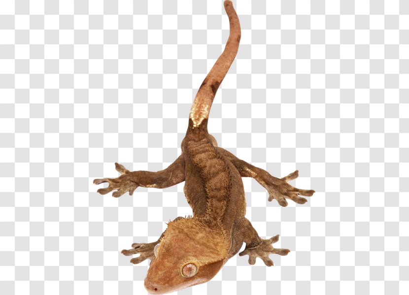 Agamas Lizard Snake Reptile Gecko - Frog Transparent PNG