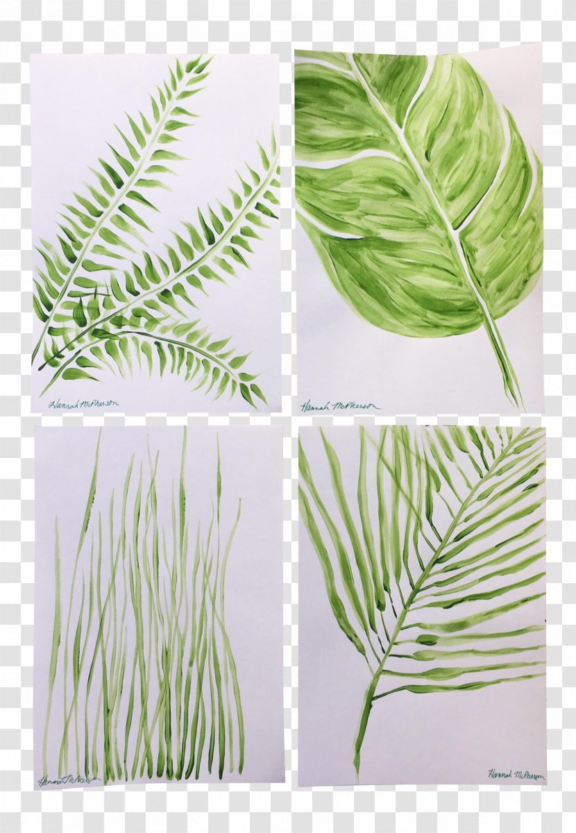 Leaf Grasses Plant Stem Family - Organism Transparent PNG