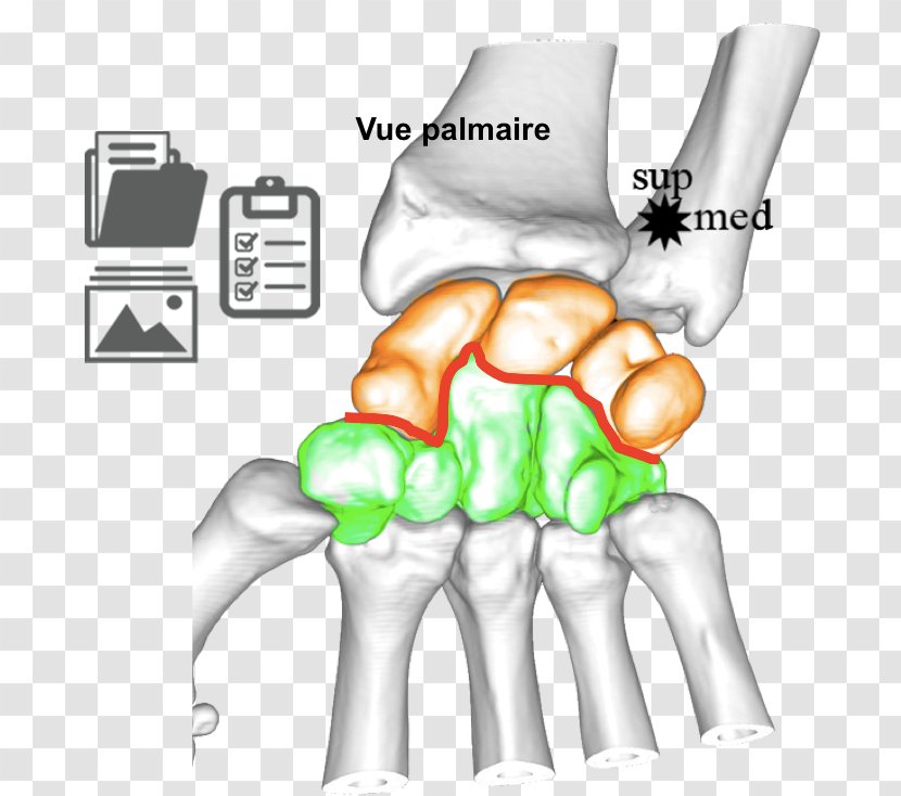 Thumb Ulnar Nerve Wrist Joint Human Anatomy - Flower - Carpe Transparent PNG