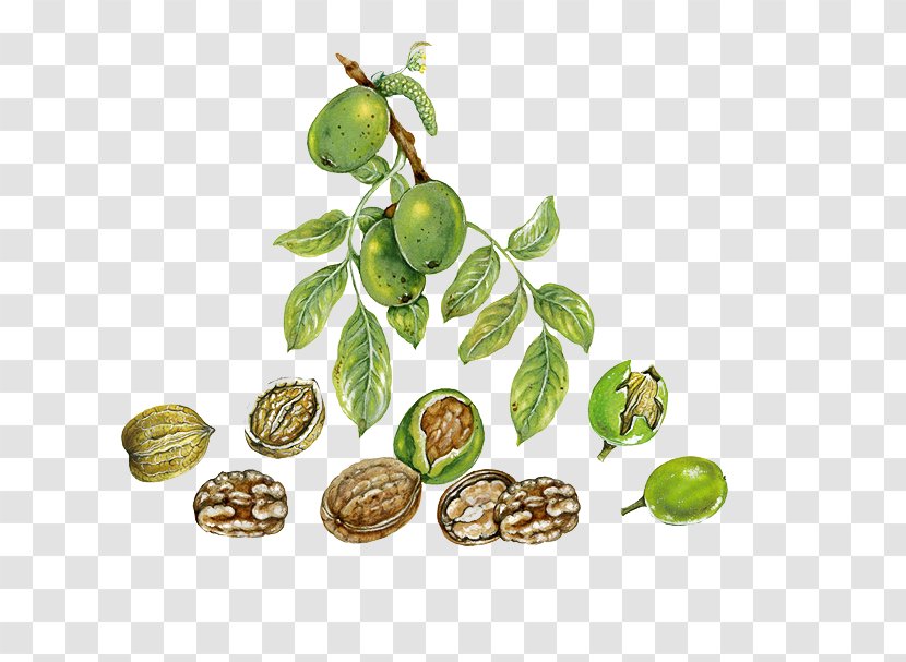 English Walnut Auglis Leaf - Cartoon Effect Transparent PNG