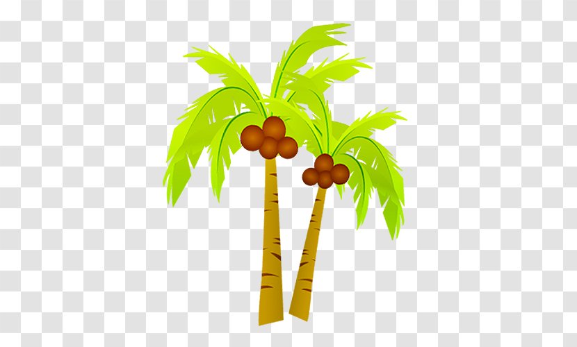 Coconut - Branch - Tree Transparent PNG