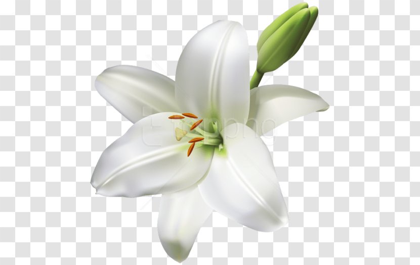 Madonna Lily Clip Art Easter Image - Arumlily - Silhouette Transparent PNG