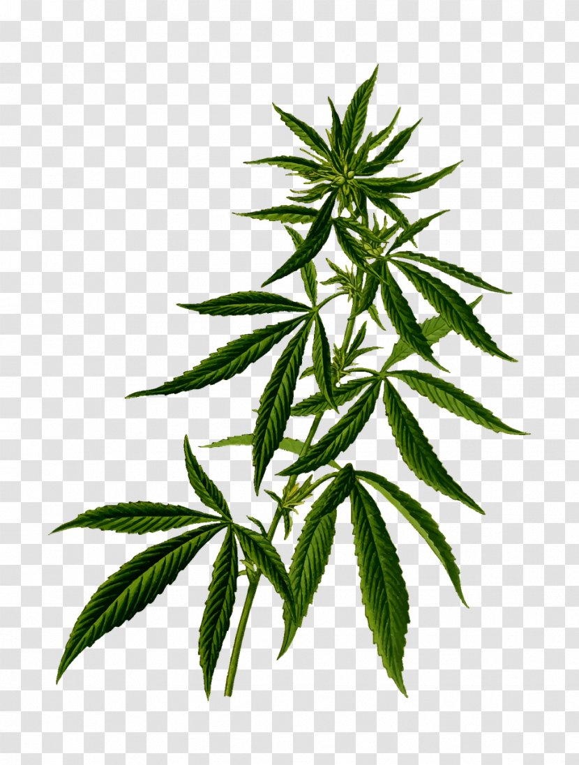 Cannabis Sativa Marijuana Medical Hemp - Hashish Transparent PNG