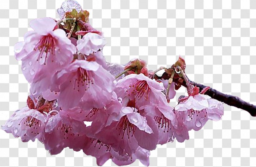 Cherry Blossom Garden Roses Petal ST.AU.150 MIN.V.UNC.NR AD - Flower Transparent PNG