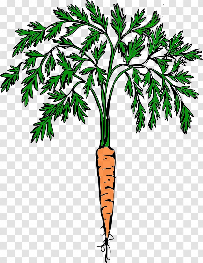 Clip Art Carrot Vegetable - Root Transparent PNG