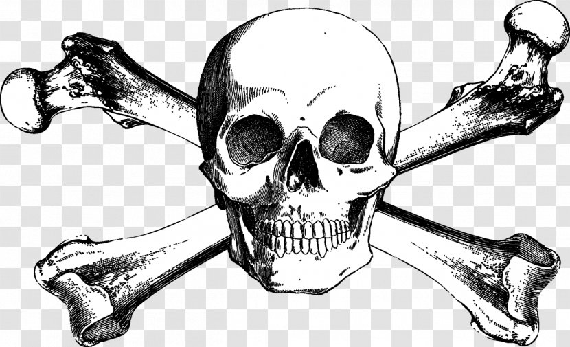 Skull And Bones Crossbones Drawing - Jaw Transparent PNG