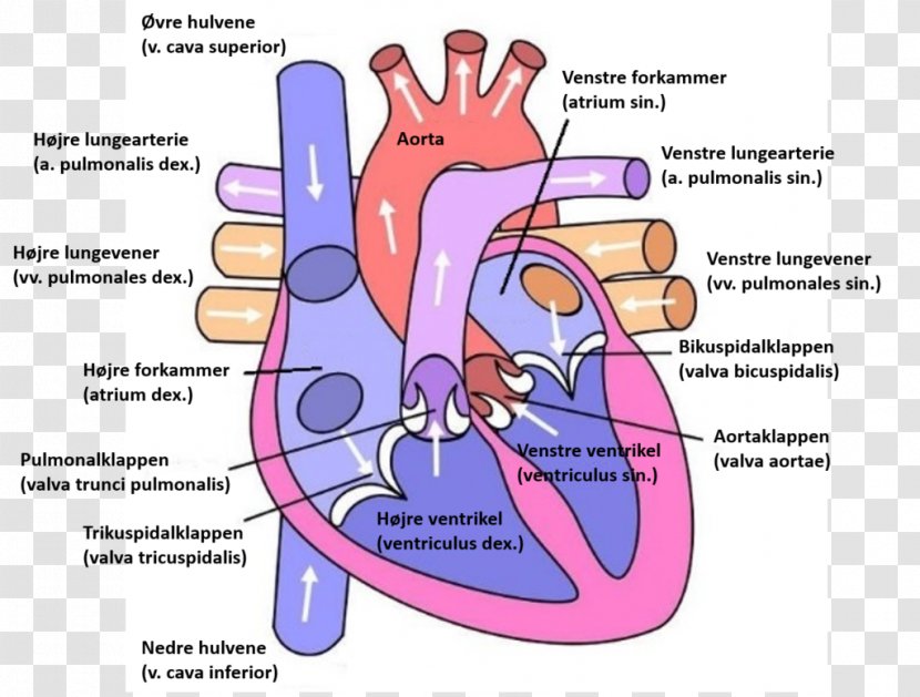 Heart Diagram Anatomy Ventricle Circulatory System - Watercolor Transparent PNG