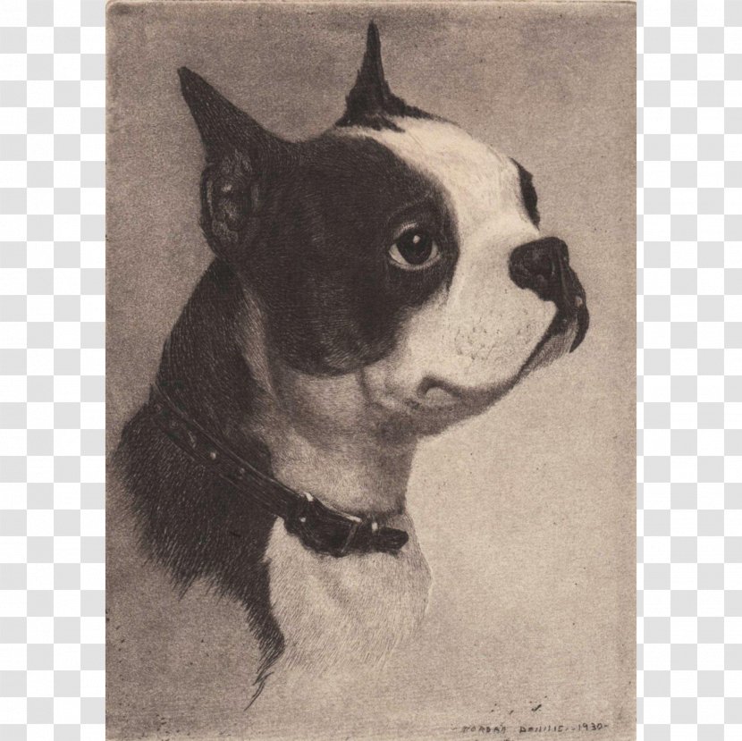 Boston Terrier Dog Breed Non-sporting Group (dog) Drawing - Carnivoran Transparent PNG