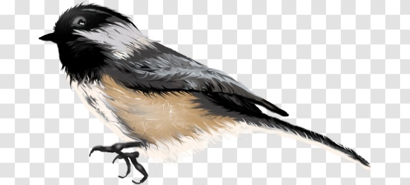 Beak Finches Fauna Feather Wildlife Transparent PNG