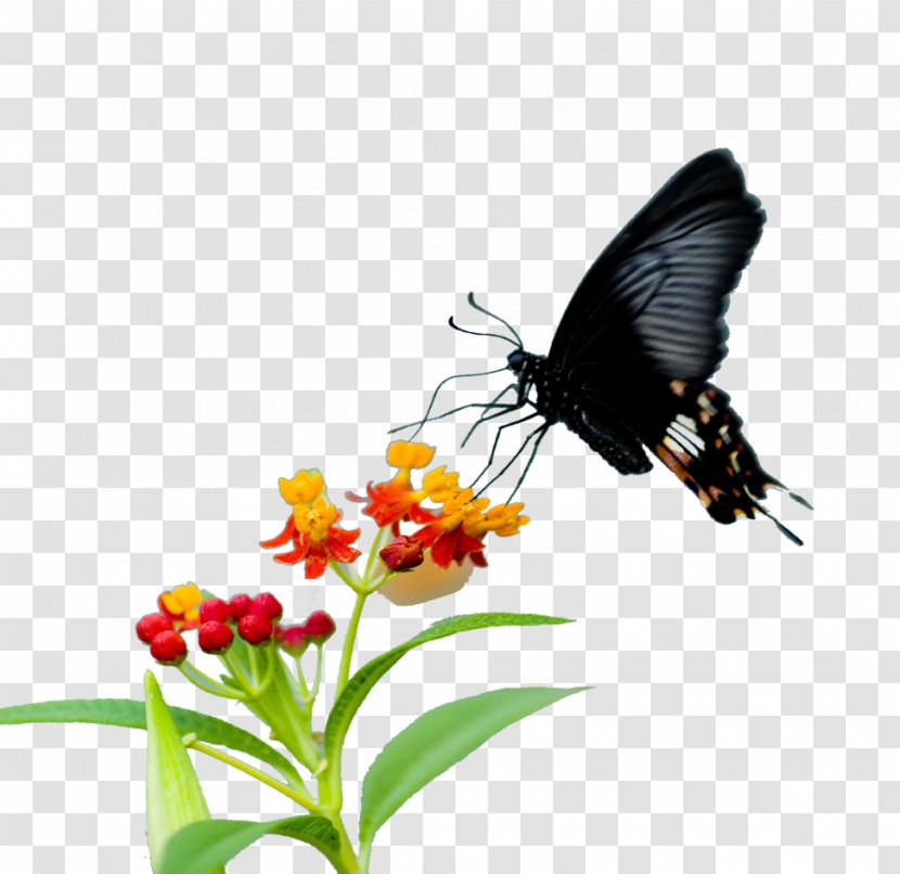 Monarch Butterfly Pieridae Nectar Flower - Designer Transparent PNG