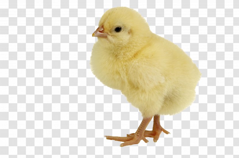 Chicken Meat Duck Infant - Photography - Single Baby Transparent PNG