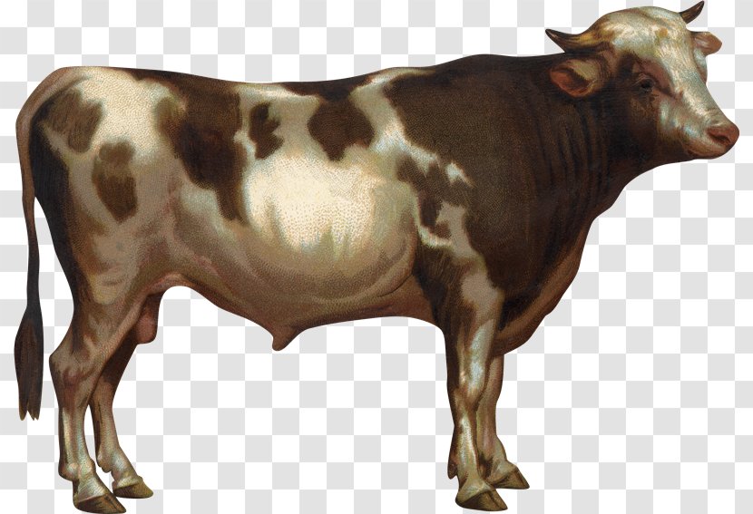 Taurine Cattle Drawing Photography Clip Art - Toros Transparent PNG