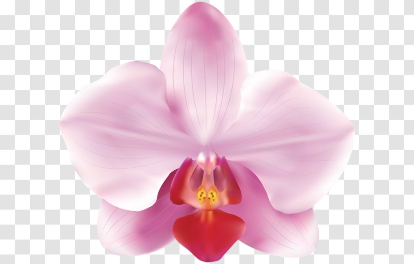 Orchids Flower - Close Up Transparent PNG