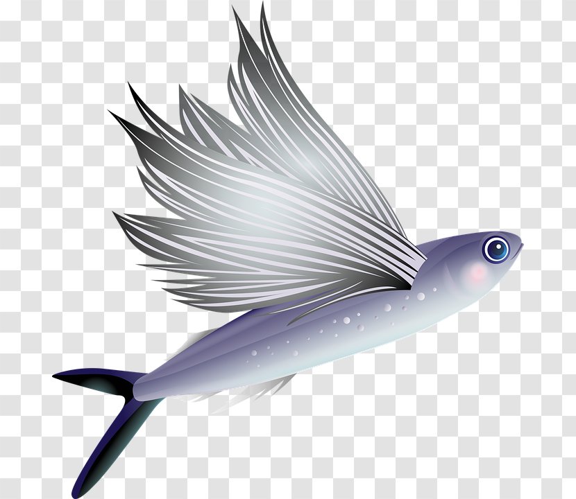 Clip Art Aquarium Image Fish - Fin - Fly Fishing Transparent PNG