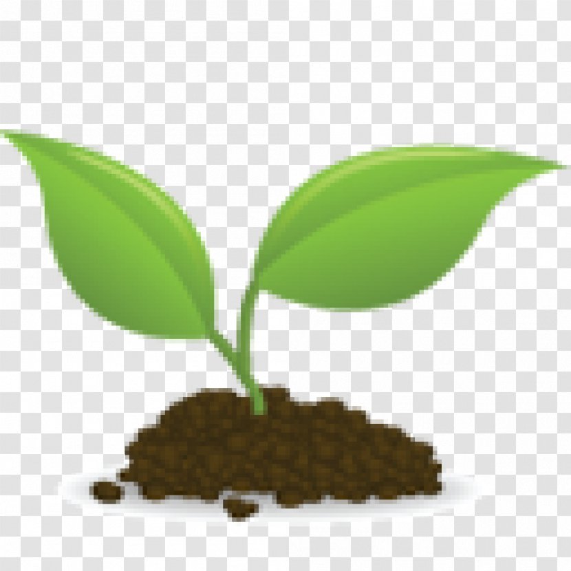 Seedling Sprouting Clip Art - Document - Seed Transparent PNG