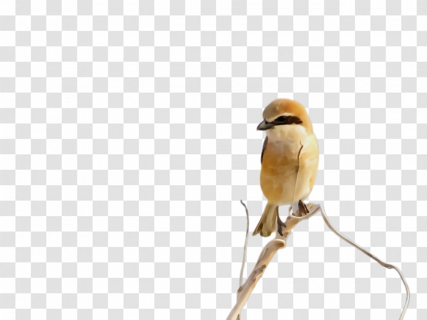 Watercolor Cartoon - Beak - Twig Wildlife Transparent PNG