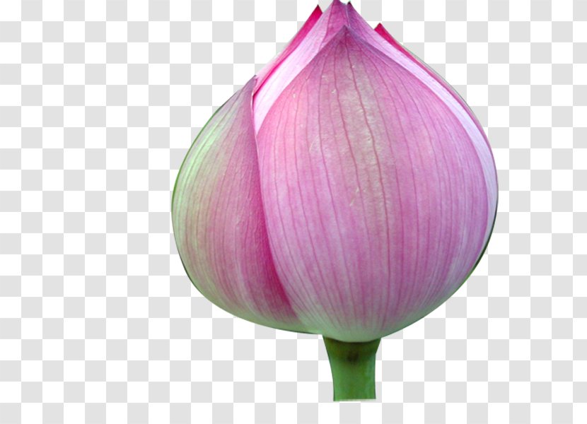 Tulip Proteales Petal Purple Nelumbo Nucifera Transparent PNG